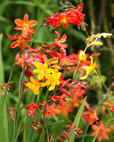 CROCOSMIA MIX 100 kusov